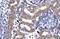 DNA/RNA-binding protein KIN17 antibody, PA5-40419, Invitrogen Antibodies, Immunohistochemistry frozen image 