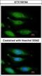 Fanconi anemia group G protein antibody, GTX100164, GeneTex, Immunofluorescence image 