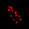 Histone Cluster 4 H4 antibody, LS-C353663, Lifespan Biosciences, Immunofluorescence image 