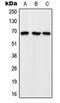 Rap guanine nucleotide exchange factor 5 antibody, MBS820603, MyBioSource, Western Blot image 