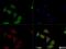GAPDH antibody, NB300-324, Novus Biologicals, Immunocytochemistry image 