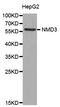 NMD3 Ribosome Export Adaptor antibody, LS-C333531, Lifespan Biosciences, Western Blot image 