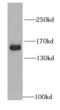 MYB Binding Protein 1a antibody, FNab05453, FineTest, Western Blot image 