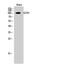 Tubulin Gamma Complex Associated Protein 3 antibody, A10799, Boster Biological Technology, Western Blot image 