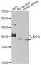 DNA-3-methyladenine glycosylase antibody, LS-C749037, Lifespan Biosciences, Western Blot image 