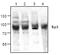 Sp3 Transcription Factor antibody, TA318993, Origene, Western Blot image 