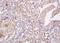 Leucine Rich Repeat Containing 19 antibody, orb157820, Biorbyt, Immunohistochemistry paraffin image 