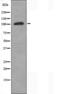IKAROS Family Zinc Finger 3 antibody, orb226024, Biorbyt, Western Blot image 