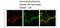 Modulator Of VRAC Current 1 antibody, ARP35249_P050, Aviva Systems Biology, Immunohistochemistry frozen image 