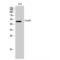 Forkhead Box D4 antibody, LS-C383528, Lifespan Biosciences, Western Blot image 