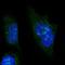Nucleolar Protein 6 antibody, HPA055891, Atlas Antibodies, Immunocytochemistry image 