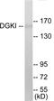 Diacylglycerol Kinase Iota antibody, EKC1655, Boster Biological Technology, Western Blot image 