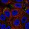 RAB3D, Member RAS Oncogene Family antibody, HPA063283, Atlas Antibodies, Immunofluorescence image 