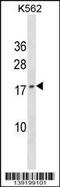 GFRP antibody, 60-235, ProSci, Western Blot image 