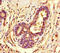 Histone-lysine N-methyltransferase SUV39H1 antibody, LS-C679702, Lifespan Biosciences, Immunohistochemistry paraffin image 