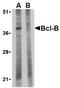BCL2 Like 10 antibody, TA306134, Origene, Western Blot image 