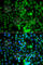 EPH Receptor A1 antibody, A7328, ABclonal Technology, Immunofluorescence image 