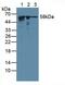 Importin subunit alpha-2 antibody, MBS2005941, MyBioSource, Western Blot image 