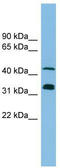 Golgi reassembly-stacking protein 1 antibody, TA344655, Origene, Western Blot image 
