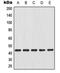 Gap Junction Protein Alpha 1 antibody, MBS821880, MyBioSource, Western Blot image 