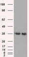 SDH antibody, TA500747, Origene, Western Blot image 
