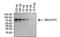 FITC antibody, MIF2902, Invitrogen Antibodies, Western Blot image 