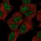 SPT7 Like, STAGA Complex Gamma Subunit antibody, NBP2-57671, Novus Biologicals, Immunofluorescence image 