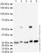 Cathepsin L antibody, ab6314, Abcam, Western Blot image 