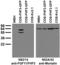 Fibroblast Growth Factor 11 antibody, 73-133, Antibodies Incorporated, Western Blot image 
