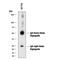 Digoxigenin antibody, MAB75201, R&D Systems, Western Blot image 
