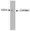 Cytochrome P450 Family 39 Subfamily A Member 1 antibody, NBP2-50206, Novus Biologicals, Western Blot image 