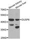 Dual Specificity Phosphatase 6 antibody, LS-C332398, Lifespan Biosciences, Western Blot image 