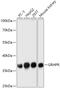 Glyoxylate And Hydroxypyruvate Reductase antibody, 16-995, ProSci, Western Blot image 