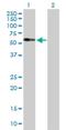 Family With Sequence Similarity 98 Member A antibody, H00025940-B01P, Novus Biologicals, Western Blot image 