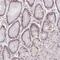 Regulating Synaptic Membrane Exocytosis 4 antibody, PA5-63911, Invitrogen Antibodies, Immunohistochemistry frozen image 