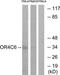Olfactory Receptor Family 4 Subfamily C Member 6 antibody, TA316227, Origene, Western Blot image 