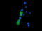 P27 antibody, LS-C115761, Lifespan Biosciences, Immunofluorescence image 