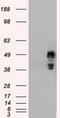 Small RNA Binding Exonuclease Protection Factor La antibody, TA500427, Origene, Western Blot image 