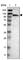 MORC Family CW-Type Zinc Finger 4 antibody, HPA015547, Atlas Antibodies, Western Blot image 
