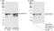 Cleavage And Polyadenylation Specific Factor 2 antibody, A301-582A, Bethyl Labs, Immunoprecipitation image 