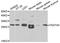 YEATS Domain Containing 4 antibody, A03743, Boster Biological Technology, Western Blot image 