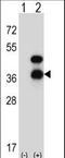 CD72 Molecule antibody, LS-C168563, Lifespan Biosciences, Western Blot image 