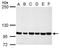 Chromosome Segregation 1 Like antibody, TA308457, Origene, Western Blot image 