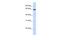 Zinc Finger Protein 280B antibody, PA5-69037, Invitrogen Antibodies, Western Blot image 