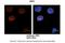 NEDD8-activating enzyme E1 catalytic subunit antibody, 31-292, ProSci, Immunohistochemistry paraffin image 