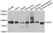 Acylaminoacyl-Peptide Hydrolase antibody, abx004520, Abbexa, Western Blot image 