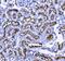 CD13 antibody, M02591-4, Boster Biological Technology, Immunohistochemistry paraffin image 