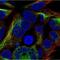 Herpes Simplex Virus tag antibody, NBP1-83423, Novus Biologicals, Immunofluorescence image 