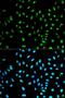 Neutrophil Cytosolic Factor 2 antibody, LS-B13857, Lifespan Biosciences, Immunofluorescence image 