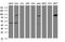 ATR-interacting protein antibody, NBP2-46557, Novus Biologicals, Western Blot image 